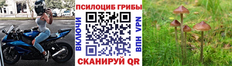 купить наркотик  KRAKEN онион  Псилоцибиновые грибы MAGIC MUSHROOMS  Тейково 
